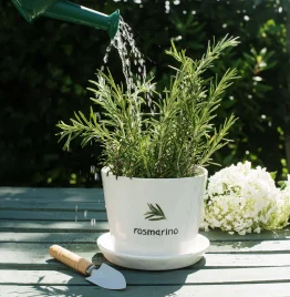 SIMPLE DAY Vaso Rosmarino, con sottovaso