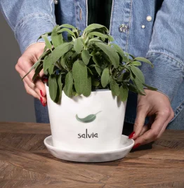 SIMPLE DAY Vaso Salvia, con sottovaso
